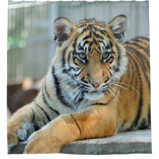 タイガー034 シャワーカーテン (正面)