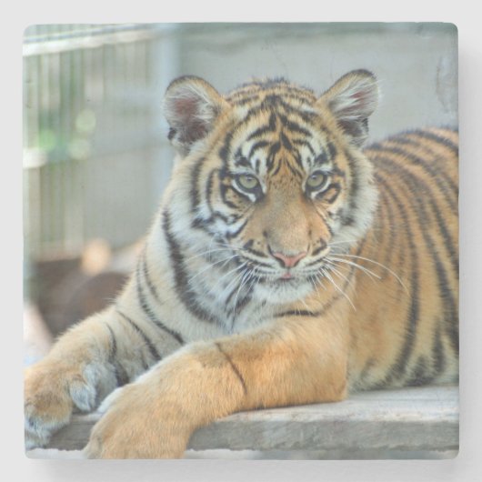 タイガー034 ストーンコースター (正面)