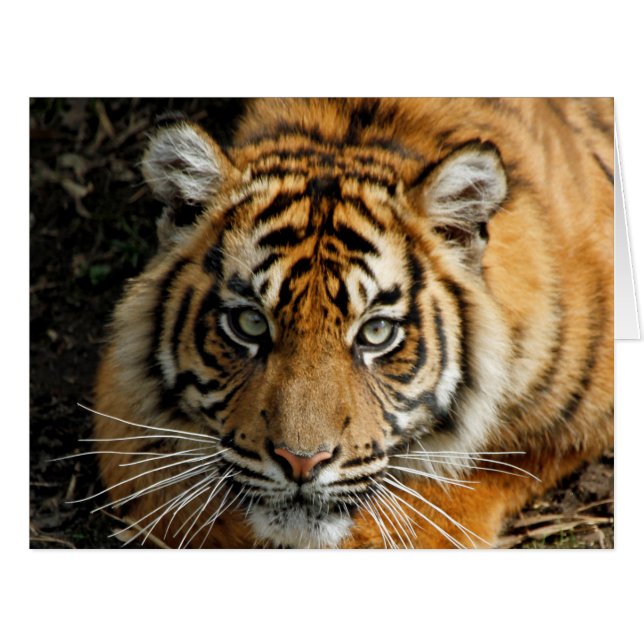 タイガー037 (正面横)