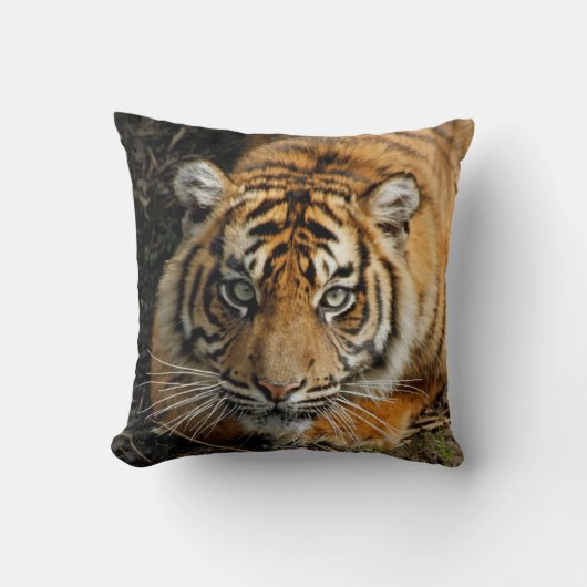 タイガー037 クッション (正面)