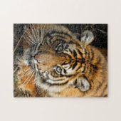 タイガー037 ジグソーパズル (横)