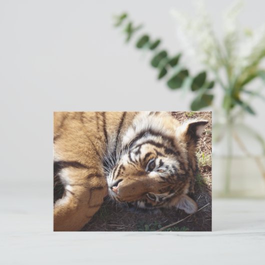 タイガー2 ポストカード (スタンド正面)