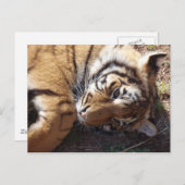 タイガー2 ポストカード (正面/裏面)