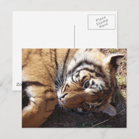 タイガー2 ポストカード (正面/裏面)