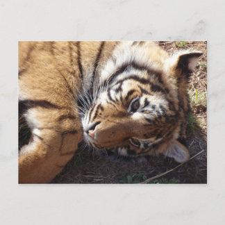 タイガー2 ポストカード