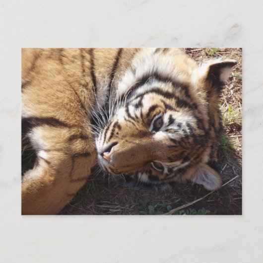 タイガー2 ポストカード (正面)