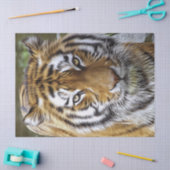 タイガー・オイル・ペインティング 薄葉紙 (クラフト)