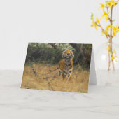 タイガー・オン・ザ・ウォッチ | ウィルヘルムクハルト カード (黄色い花)