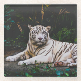 タイガー ガラスコースター