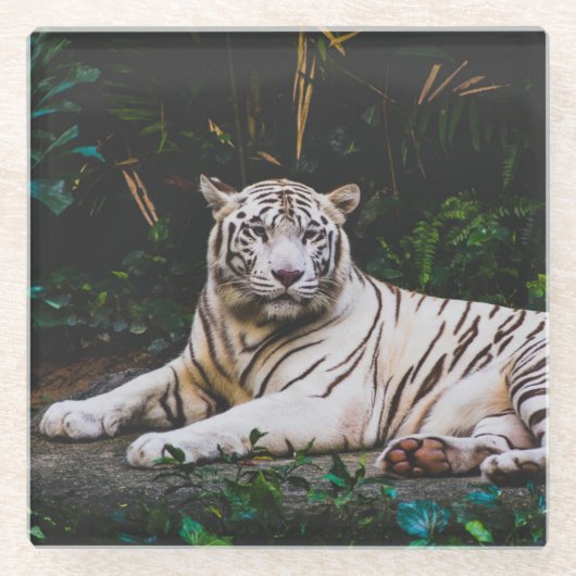 タイガー ガラスコースター (正面)