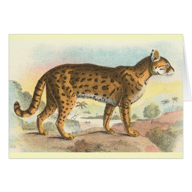 タイガー・キャット (正面横)