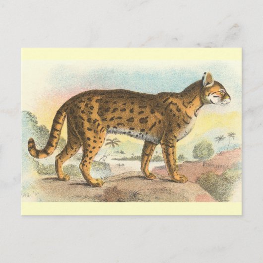 タイガー・キャット ポストカード (正面)