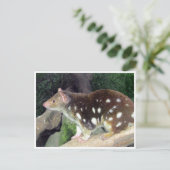 タイガー・クオル ポストカード (スタンド正面)