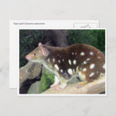 タイガー・クオル ポストカード (正面/裏面)