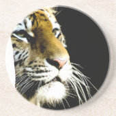 タイガー コースター (正面)