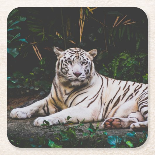 タイガー スクエアペーパーコースター (正面)