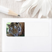 タイガー・スリーピング・イン・ザ・グラス野生動物の大きな猫 ラベル (インサイチュ)