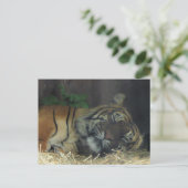 タイガー・スリーピング？ ポストカード (スタンド正面)