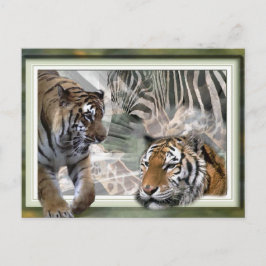 タイガー、ゼブラ、キリン、恋人への贈り物 ポストカード
