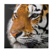 タイガー タイル (正面)