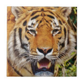 タイガー タイル (正面)