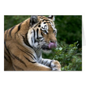 タイガー・タン (正面横)