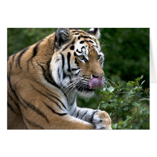 タイガー・タン (正面横)