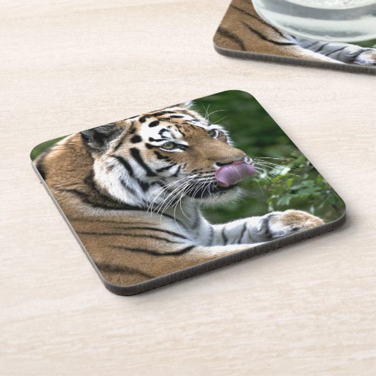 タイガー・タン コースター (左側)