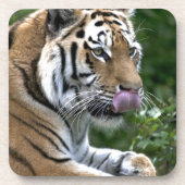 タイガー・タン コースター (正面)