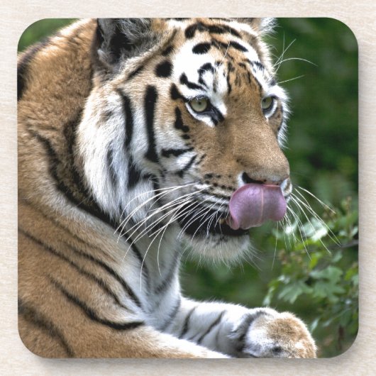 タイガー・タン コースター (正面)