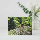 タイガー・ピーク・ア・ブー・ポストカード ポストカード (スタンド正面)