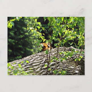 タイガー・ピーク・ア・ブー・ポストカード ポストカード