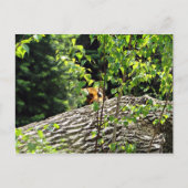 タイガー・ピーク・ア・ブー・ポストカード ポストカード (正面)