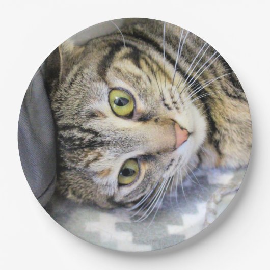 タイガー ペーパープレート (正面)