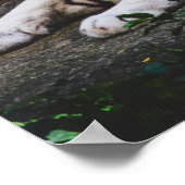 タイガー ポスター (角)