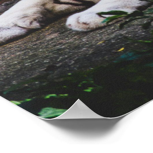 タイガー ポスター (角)