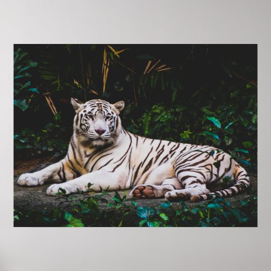 タイガー ポスター (正面)