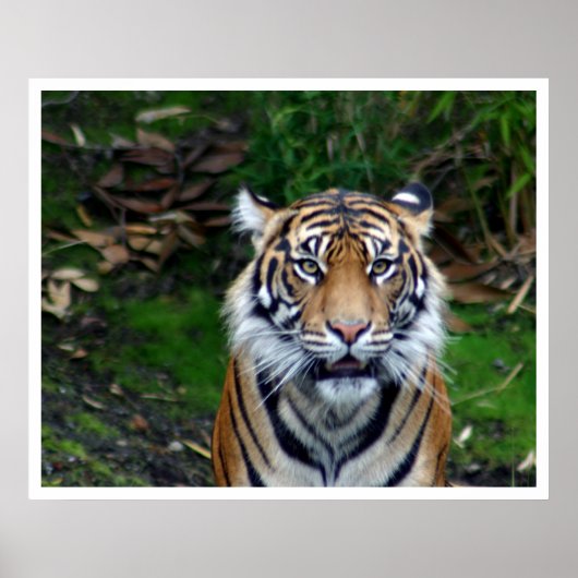 タイガー ポスター (正面)