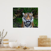タイガー ポスター (キッチン)