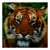 タイガー ポスター (正面)