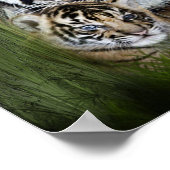 タイガー ポスター (角)