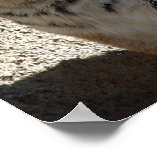 タイガー ポスター (角)