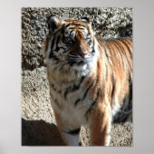 タイガー ポスター (正面)
