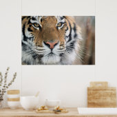 タイガー ポスター (キッチン)