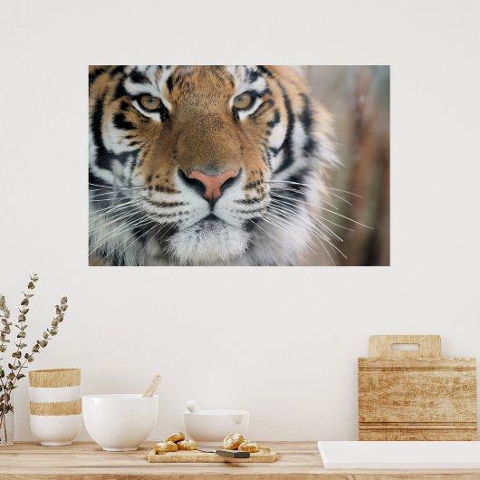 タイガー ポスター (キッチン)