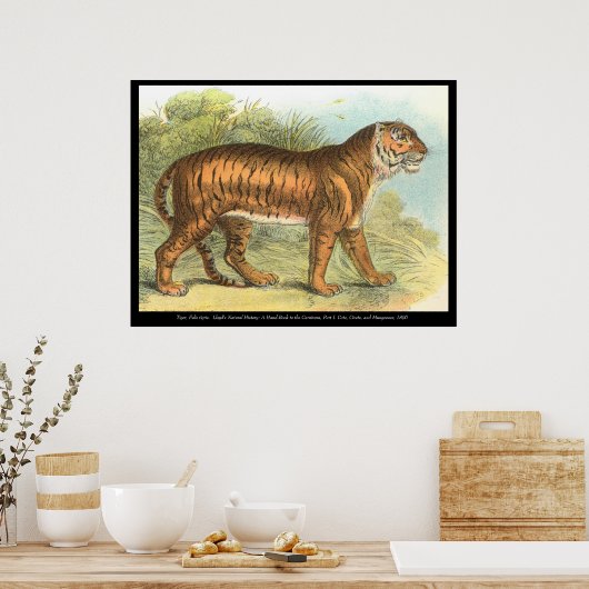 タイガー ポスター (キッチン)