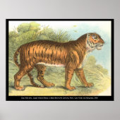 タイガー ポスター (正面)