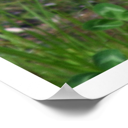 タイガー ポスター (角)