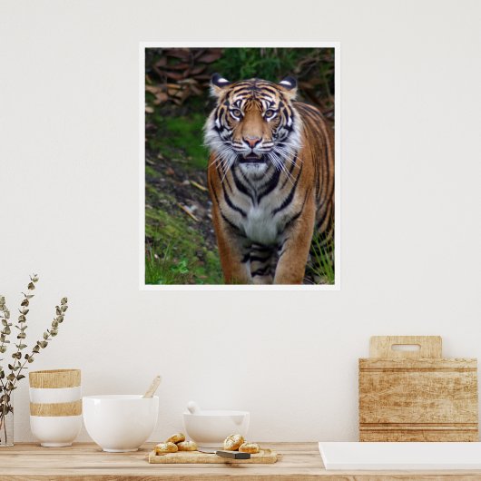 タイガー ポスター (キッチン)
