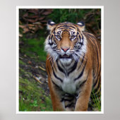 タイガー ポスター (正面)
